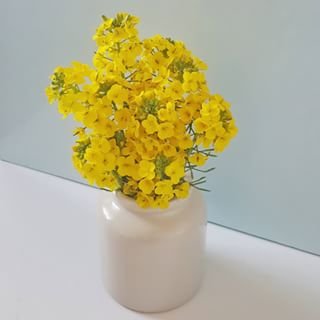  How cute is this bunch of...wait for it....bok choi flowers! And they smell really pretty too! Really! Yes, the bok choi went to seed  ☺ #flowers #organicallygrown #gardening #yellow #solarplexus #edibleflowers #seed #bokchoi #fragrance 