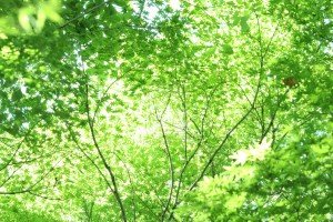 early_summer_shine_by_theblindalley-d3fv0p7