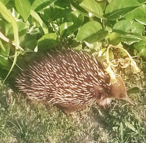 Butterscotch the echidna turned up in our front yard last year
